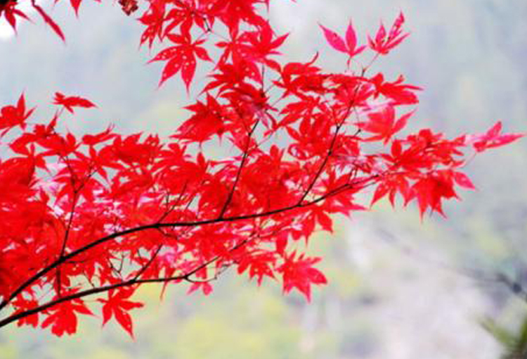 九寨沟旅游最佳时间