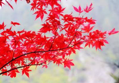 九寨沟旅游最佳时间